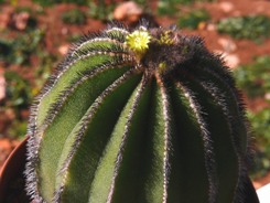 Uebelmannia_pectinifera